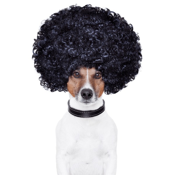 An application scenario or product detail of dog wigs - Image 15