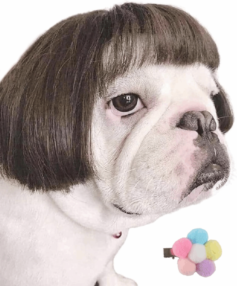 Featured image for the dog wigs guide
