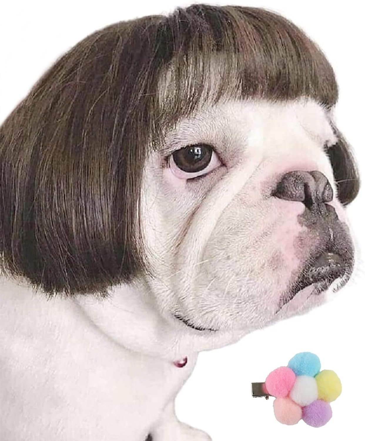 Featured image for the dog wigs guide