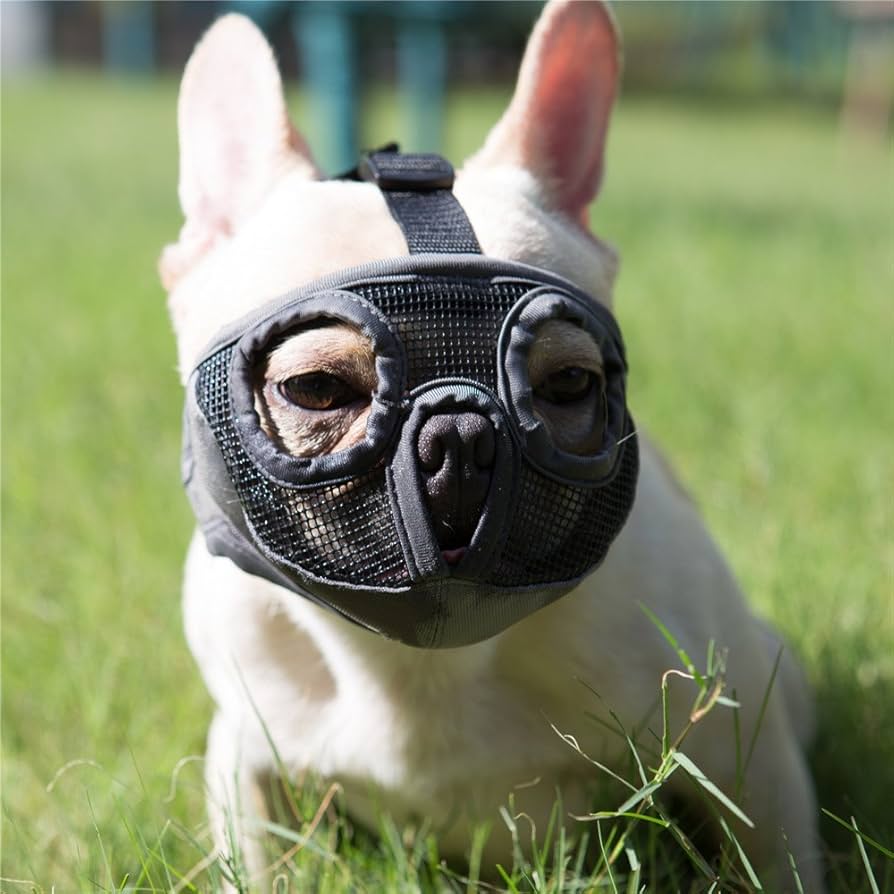 An application scenario or product detail of french bulldog muzzle - Image 1