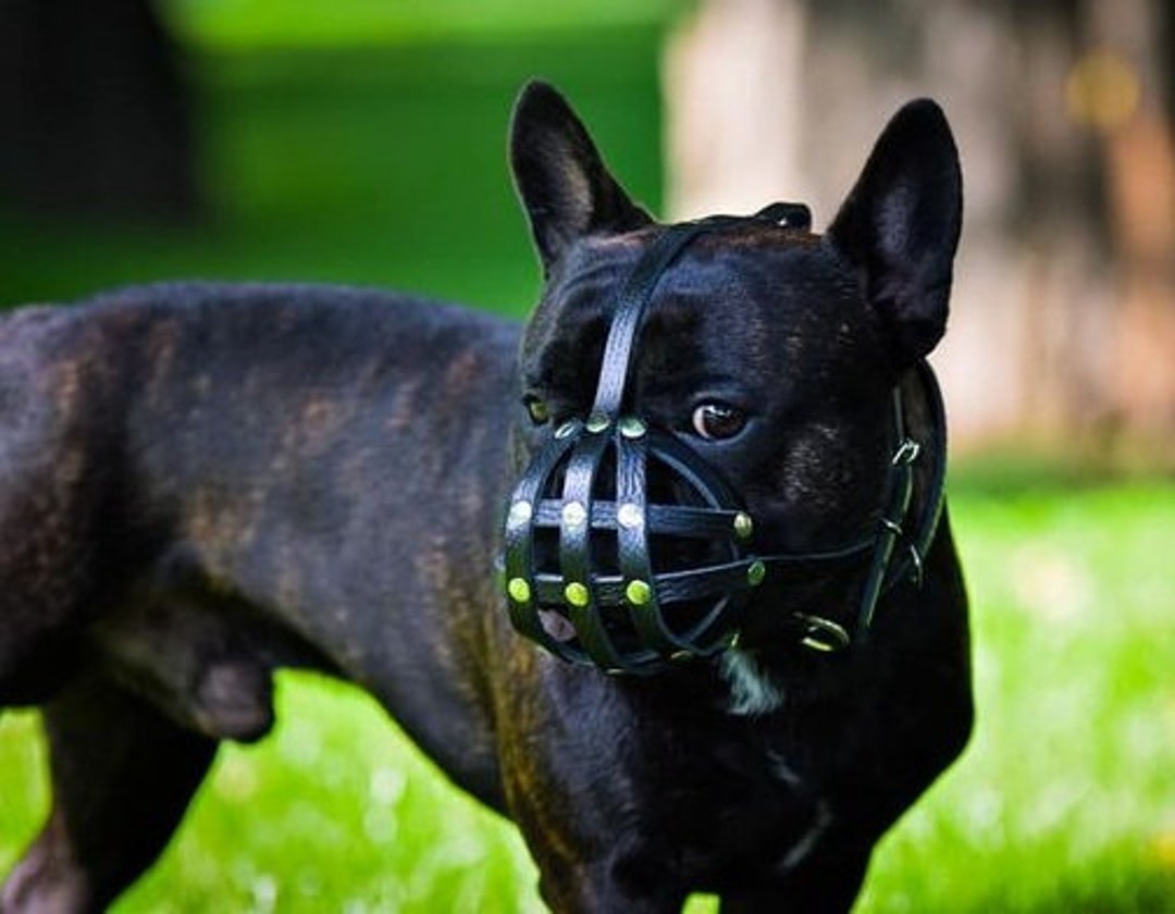 An application scenario or product detail of french bulldog muzzle - Image 2