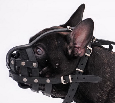 An application scenario or product detail of french bulldog muzzle - Image 5