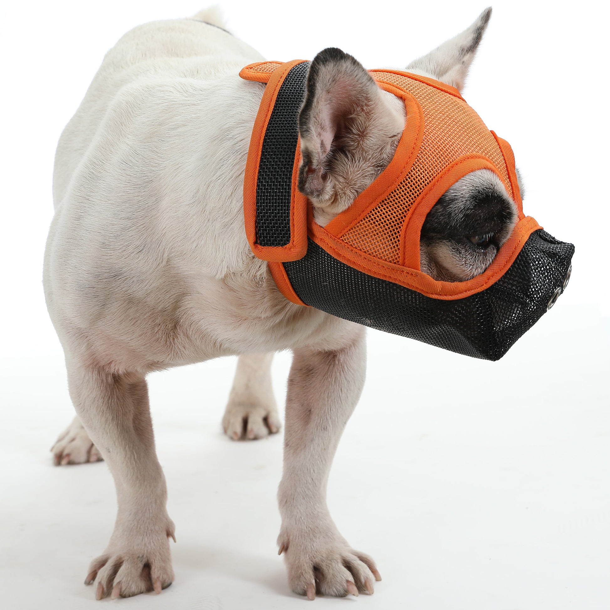 An application scenario or product detail of french bulldog muzzle - Image 7