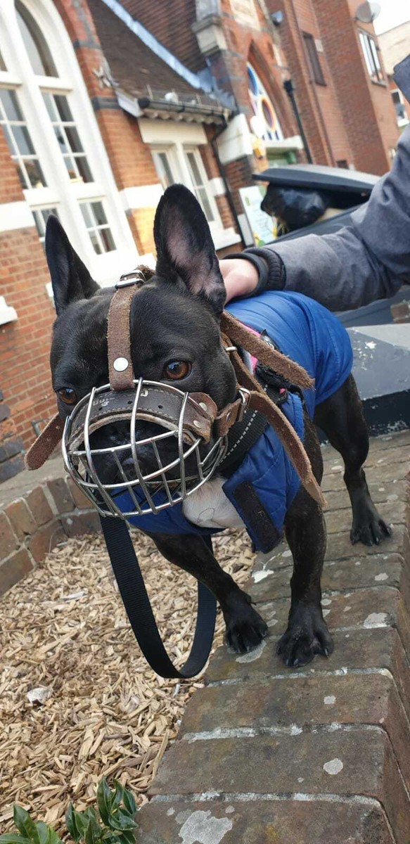 An application scenario or product detail of french bulldog muzzle - Image 10