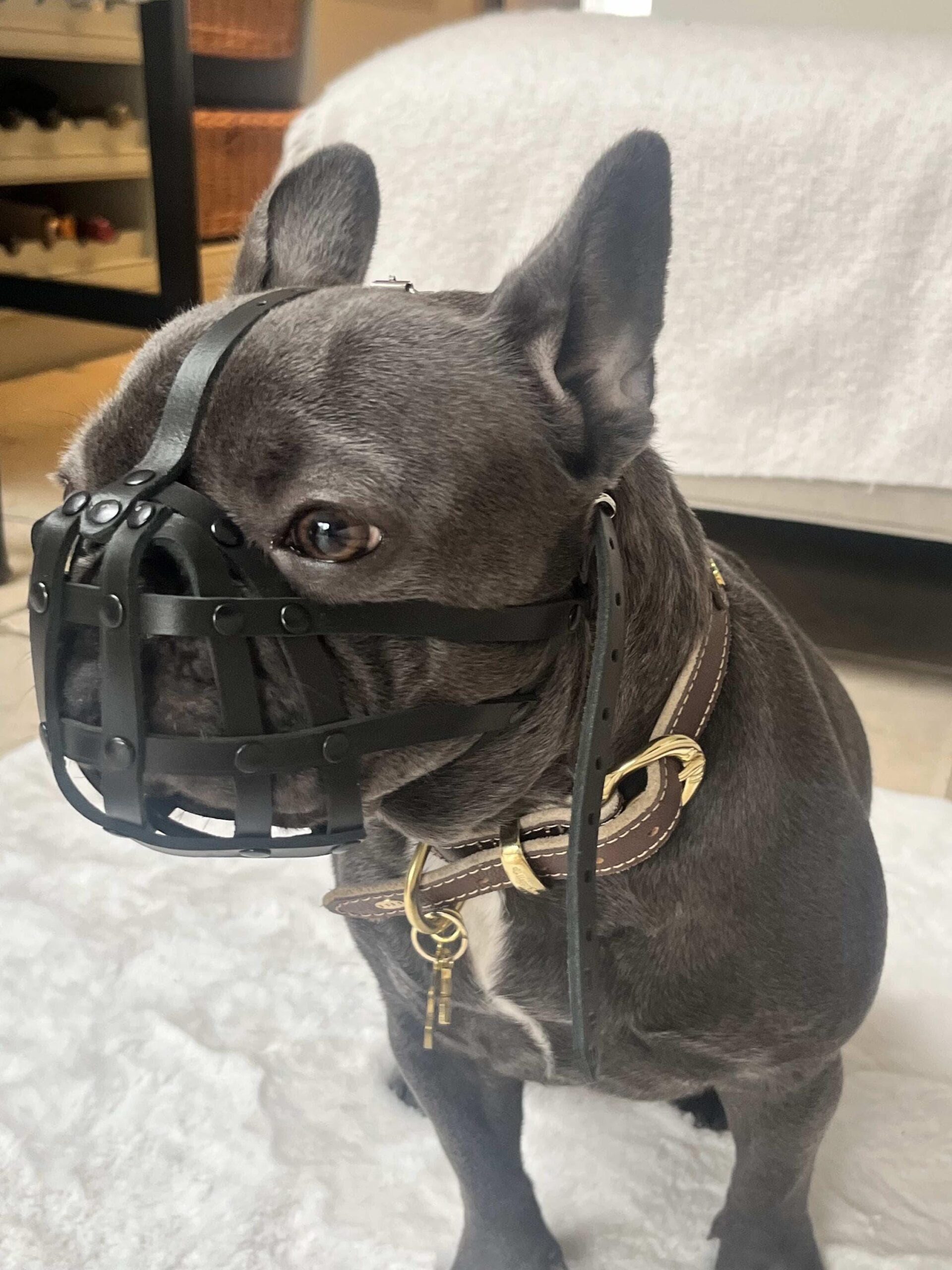An application scenario or product detail of french bulldog muzzle - Image 15