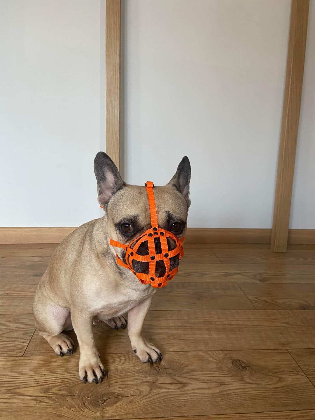 An application scenario or product detail of french bulldog muzzle - Image 19