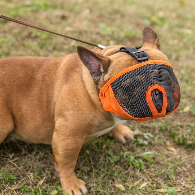An application scenario or product detail of french bulldog muzzle - Image 23