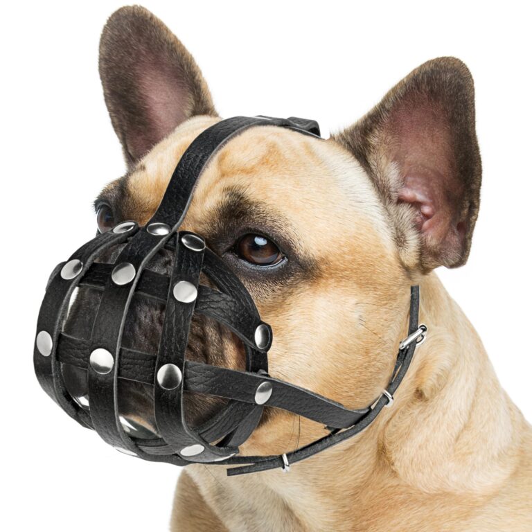 Featured image for the french bulldog muzzle guide