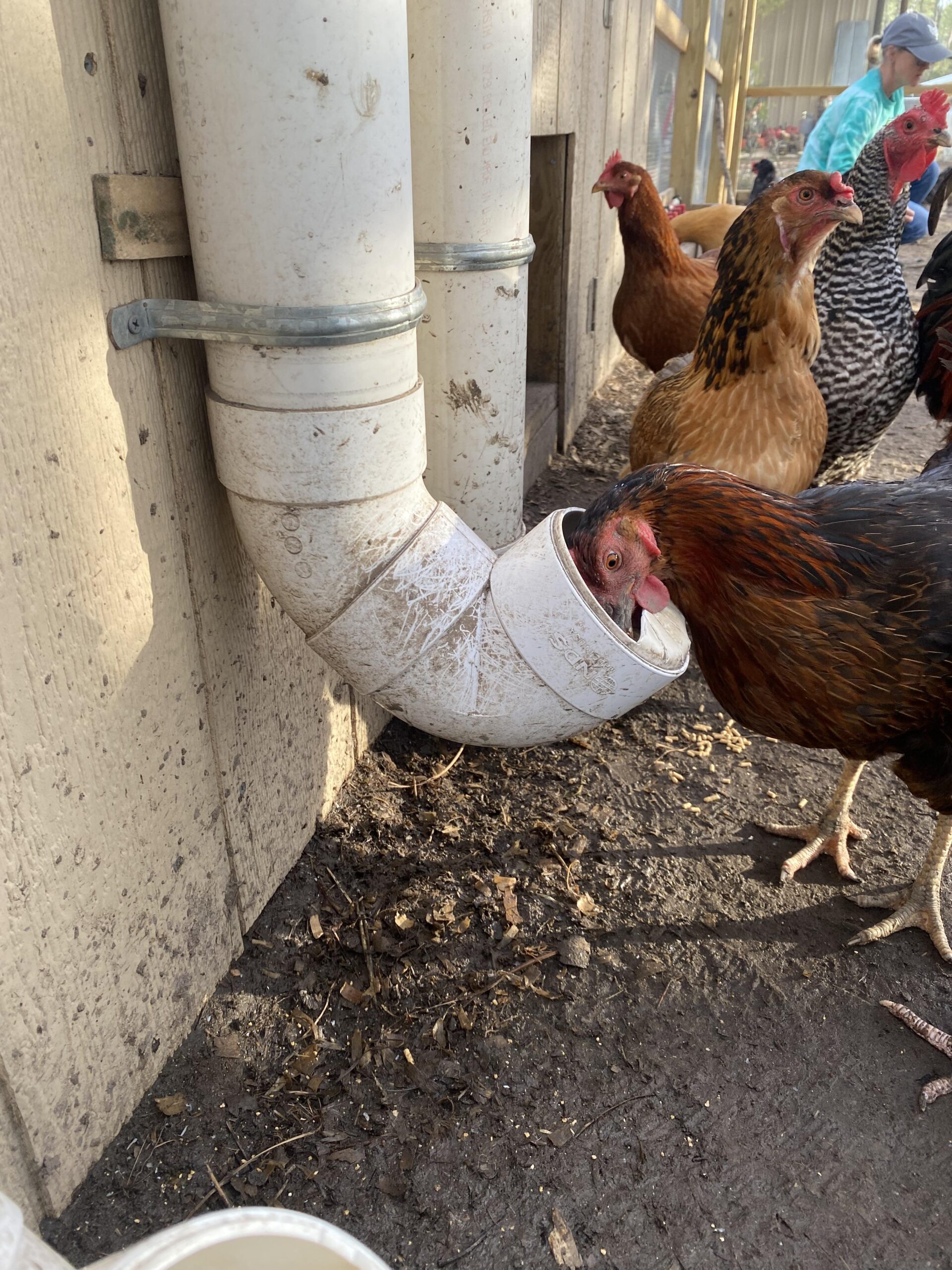 An application scenario or product detail of how much does a 55 gallon drum of corn weigh - Image 11