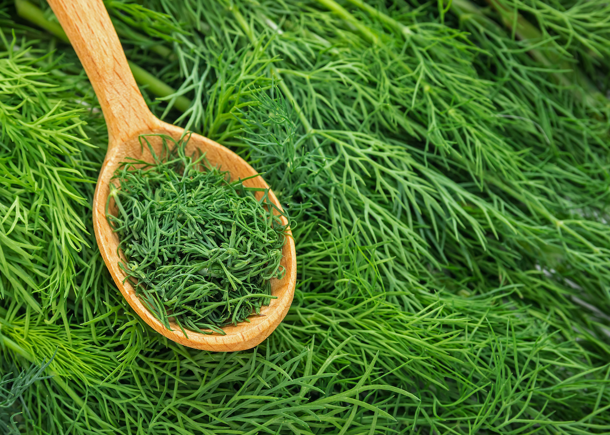 An application scenario or product detail of is dill weed the same as dill - Image 1