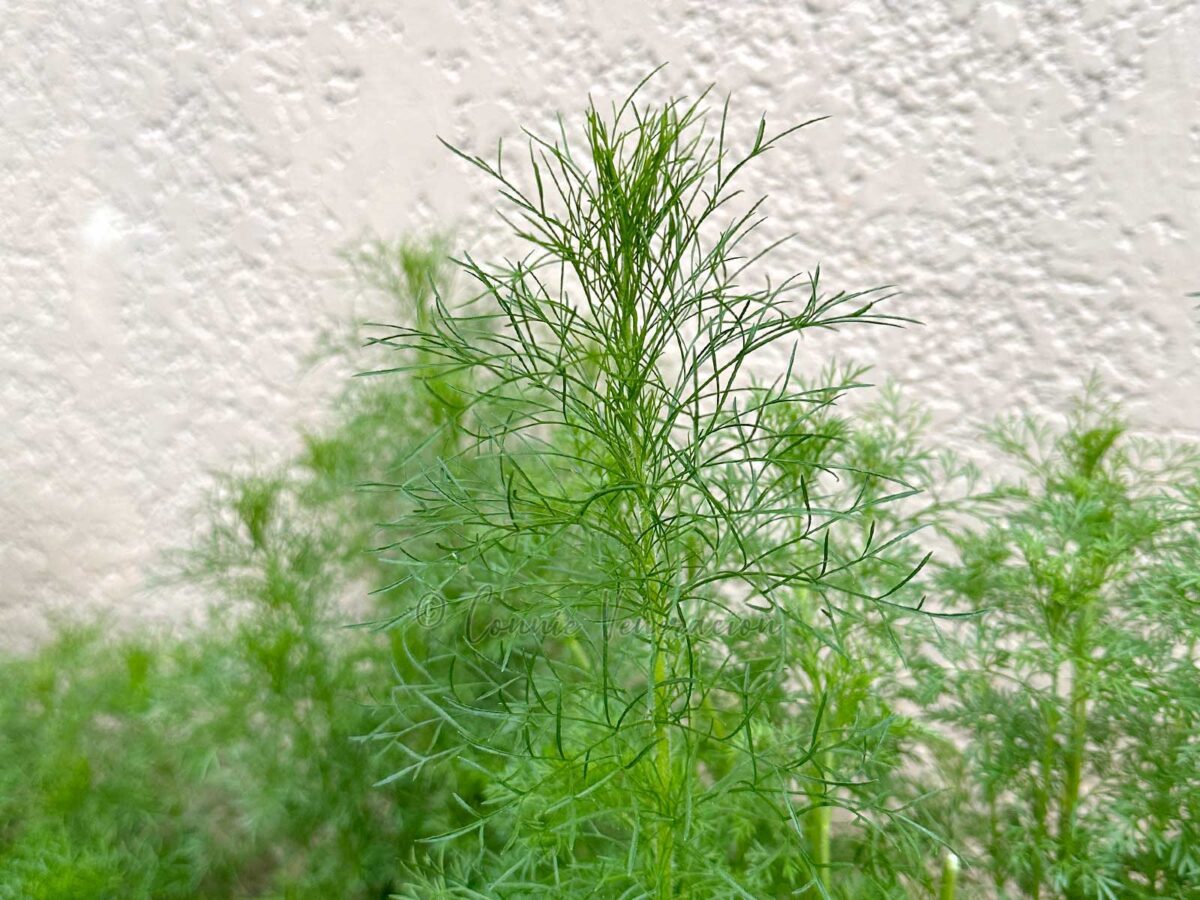 An application scenario or product detail of is dill weed the same as dill - Image 3