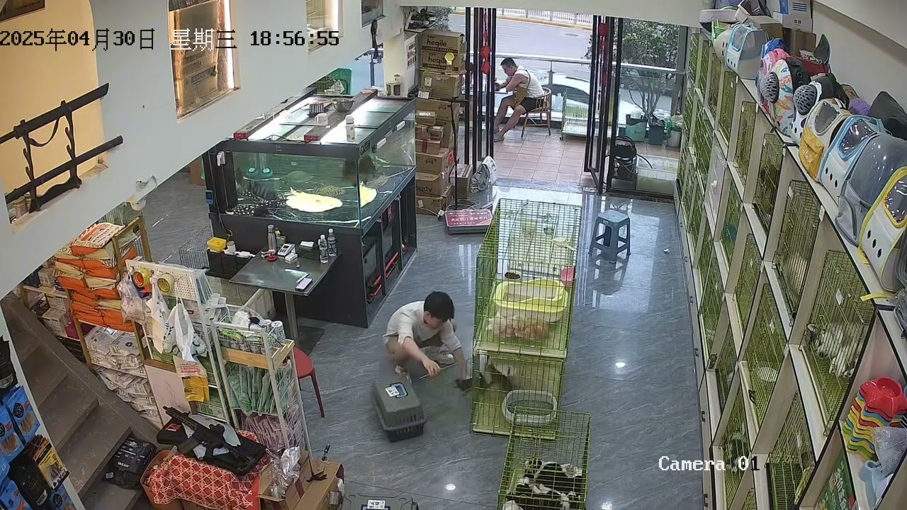 An application scenario or product detail of kittens escape cage pet store china - Image 2