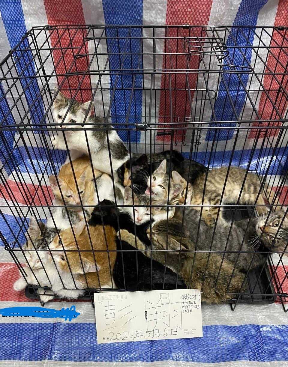 An application scenario or product detail of kittens escape cage pet store china - Image 3