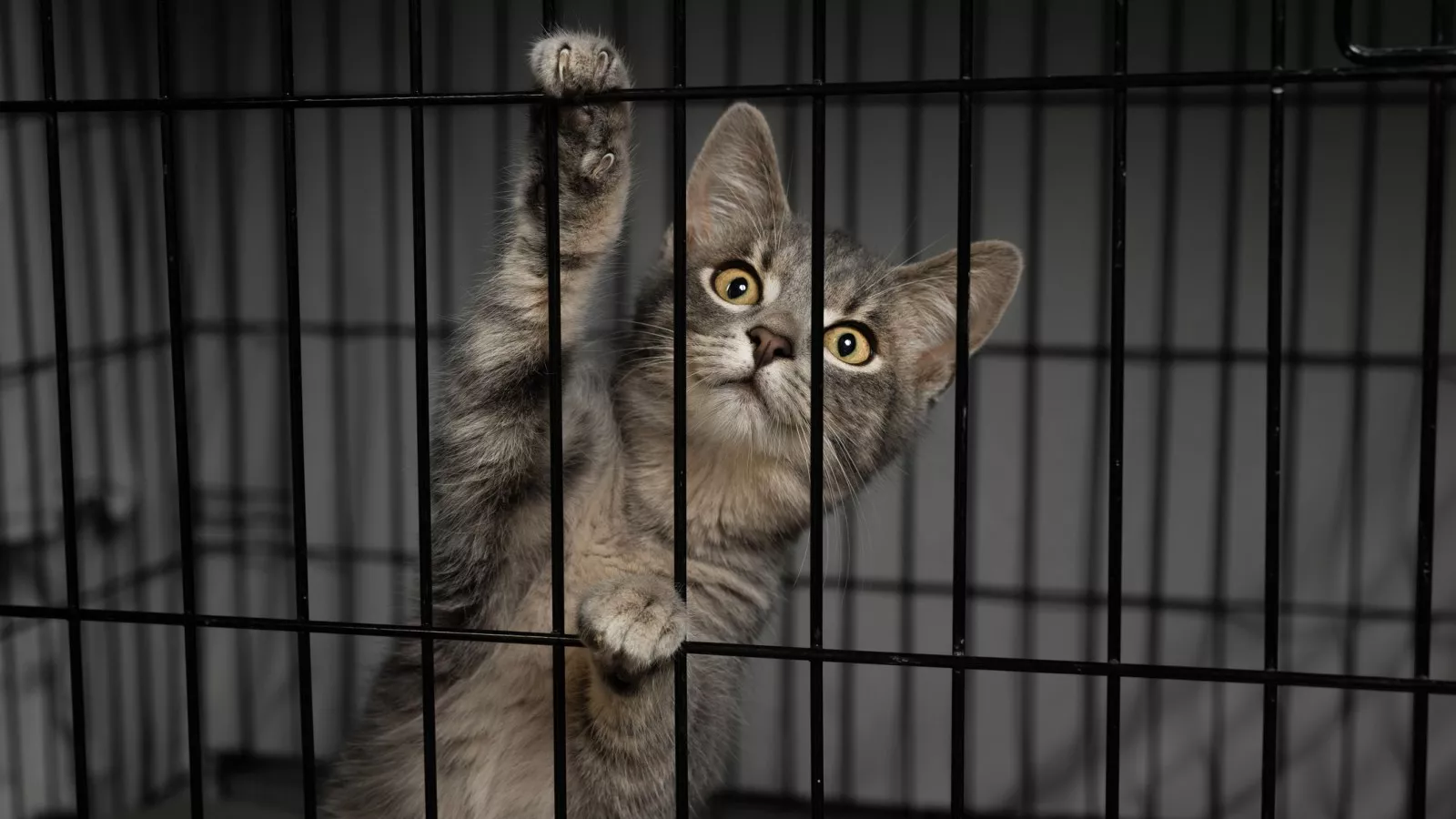 An application scenario or product detail of kittens escape cage pet store china - Image 4