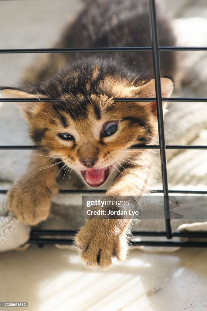 An application scenario or product detail of kittens escape cage pet store china - Image 7