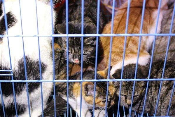An application scenario or product detail of kittens escape cage pet store china - Image 8