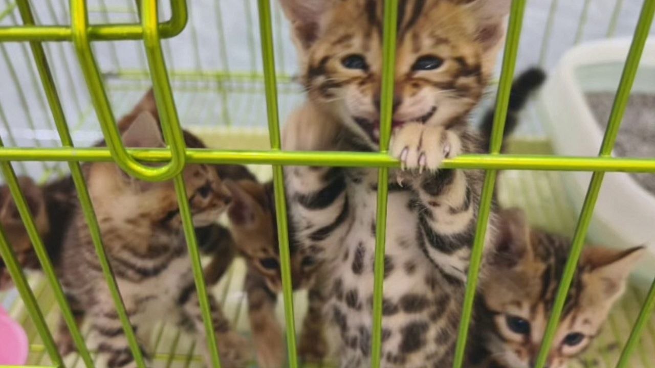 An application scenario or product detail of kittens escape cage pet store china - Image 9