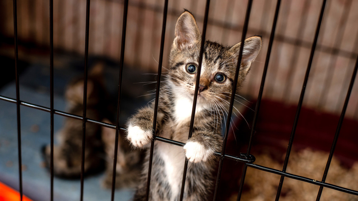 An application scenario or product detail of kittens escape cage pet store china - Image 10