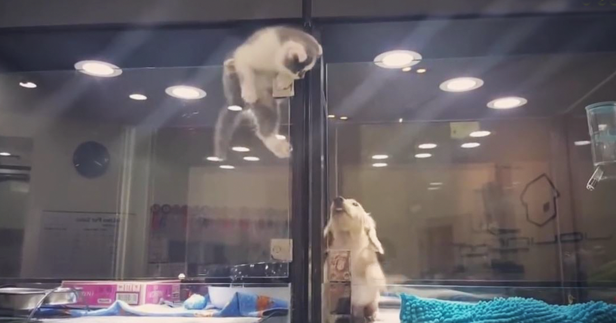 An application scenario or product detail of kittens escape cage pet store china - Image 21