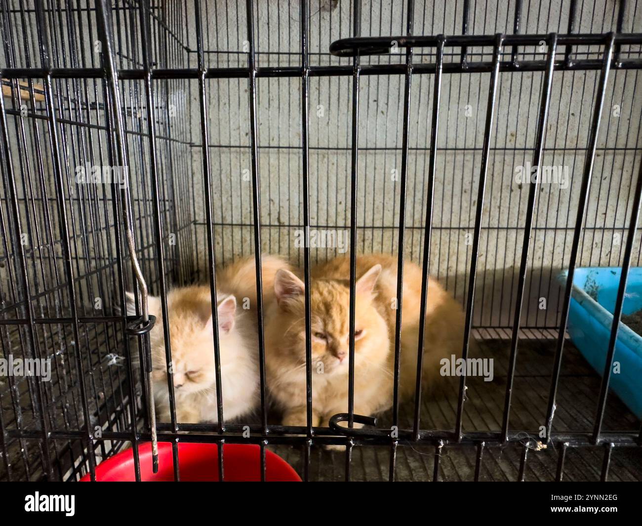 An application scenario or product detail of kittens escape cage pet store china - Image 23
