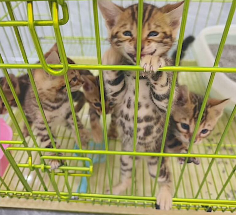 Featured image for the kittens escape cage pet store china guide