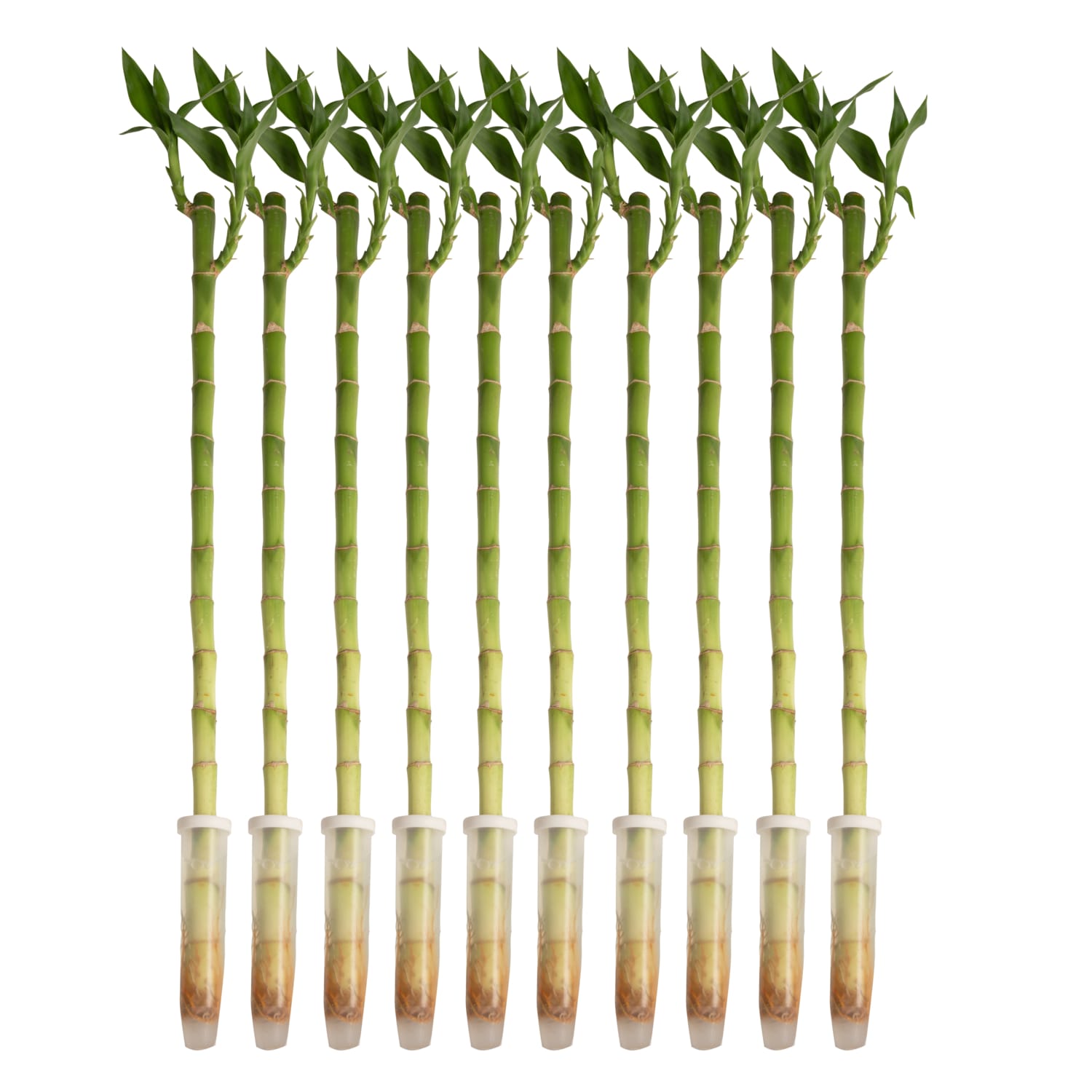 An application scenario or product detail of lowes tall bamboo sticks - Image 15