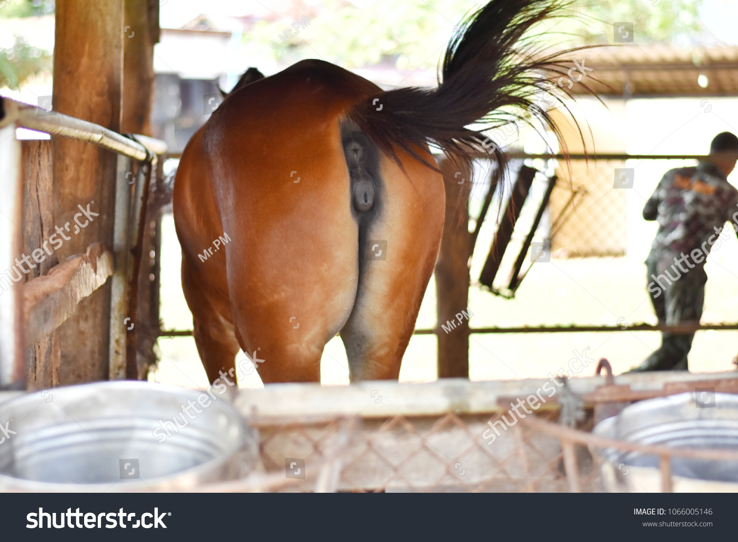 An application scenario or product detail of mare pusy - Image 17