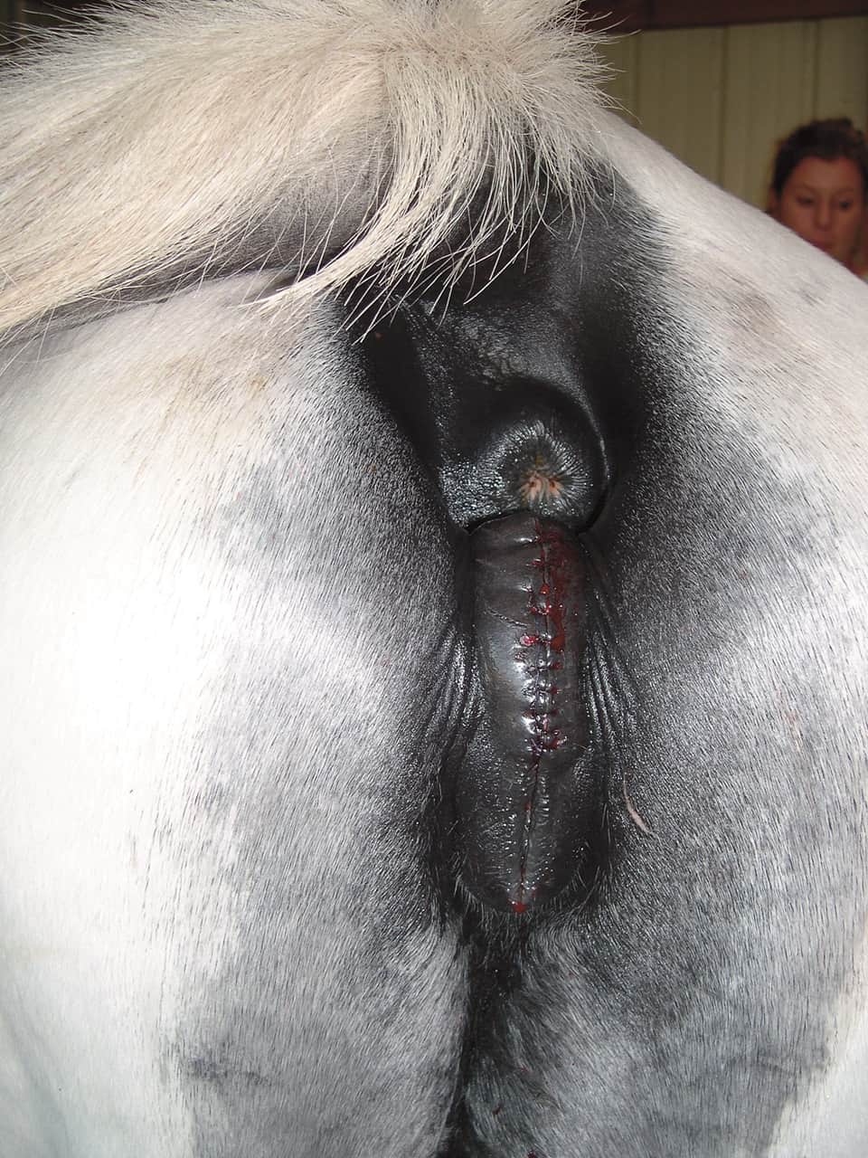 An application scenario or product detail of mare pusy - Image 18