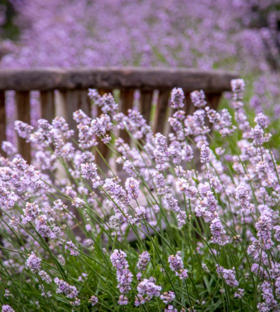 An application scenario or product detail of perfume lavender cucumber rose - Image 21