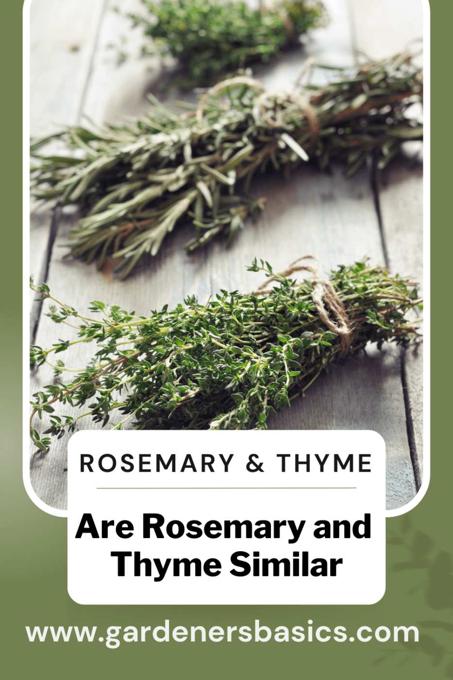 An application scenario or product detail of rosemary vs thyme - Image 6