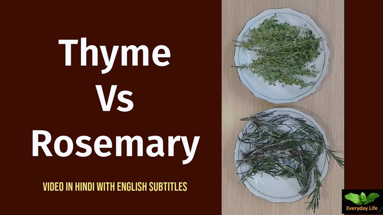An application scenario or product detail of rosemary vs thyme - Image 10