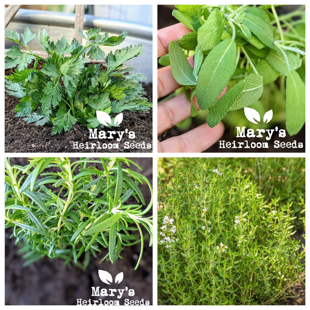 An application scenario or product detail of rosemary vs thyme - Image 11