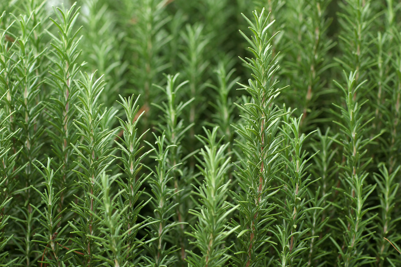 An application scenario or product detail of rosemary vs thyme - Image 16