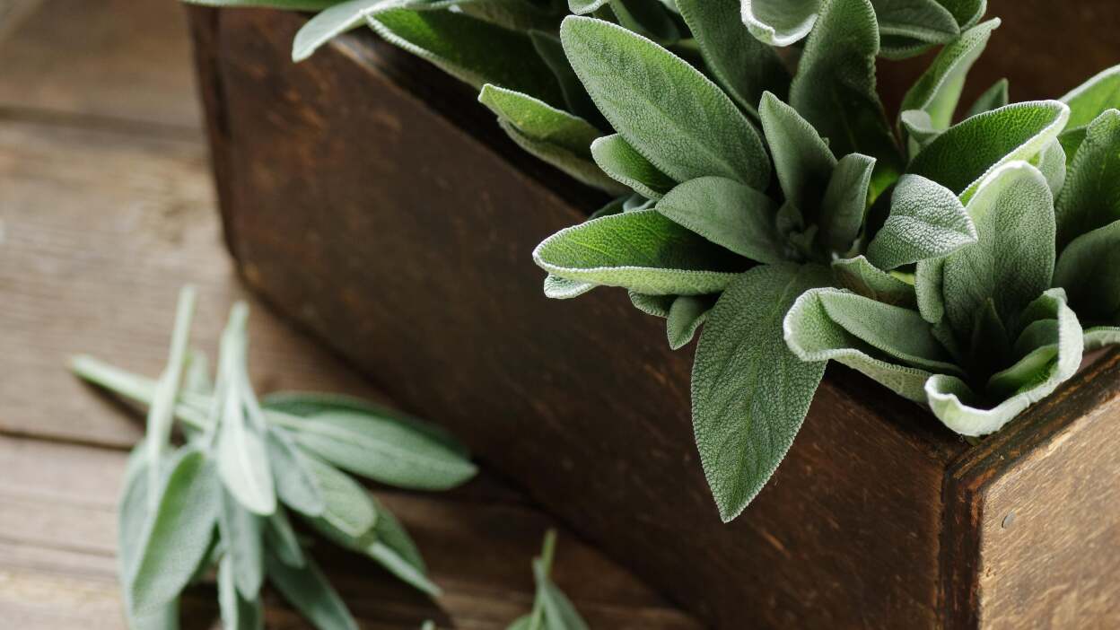 An application scenario or product detail of rubbed sage vs ground sage - Image 12