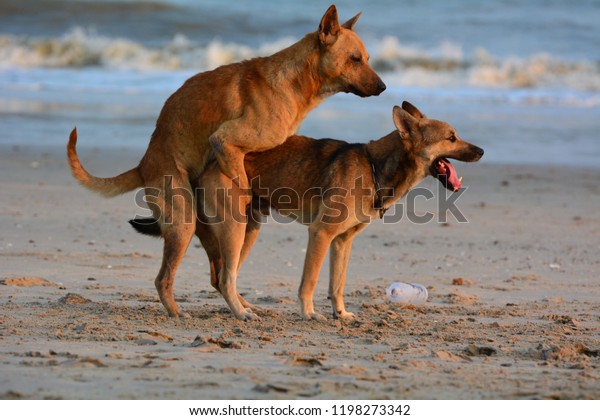 An application scenario or product detail of sexgirl animals - Image 5