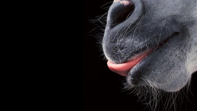 Featured image for the sexgirl animals guide