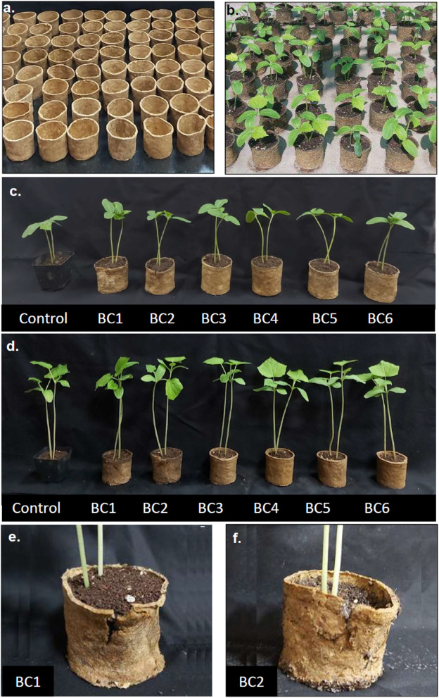 An application scenario or product detail of straw plant pots - Image 10