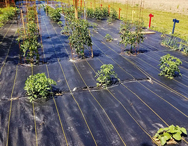 An application scenario or product detail of sulzer landscape fabric - Image 9