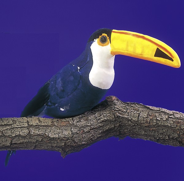 Featured image for the toucan bird for sale guide