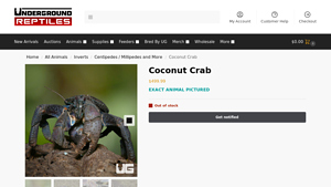 Underground Reptiles - Coconut Crab